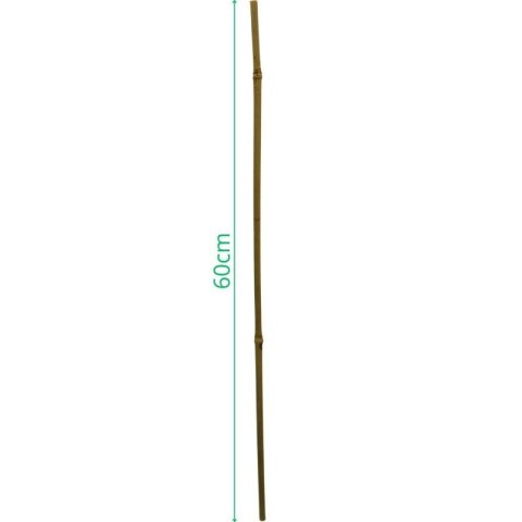 PODPORA DO ROŚLIN BAMBUSOWA TYCZKA 60 CM 10SZT PROGARDEN