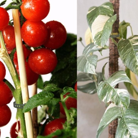 AKCESORIA DO ROŚLIN OPASKA OGRODOWA 8SZT PROGARDEN PROGARDEN