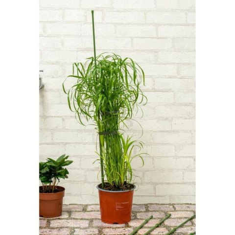 PODPORA TYCZKA DO ROŚLIN 6SZT 50-80CM KINZO Kinzo