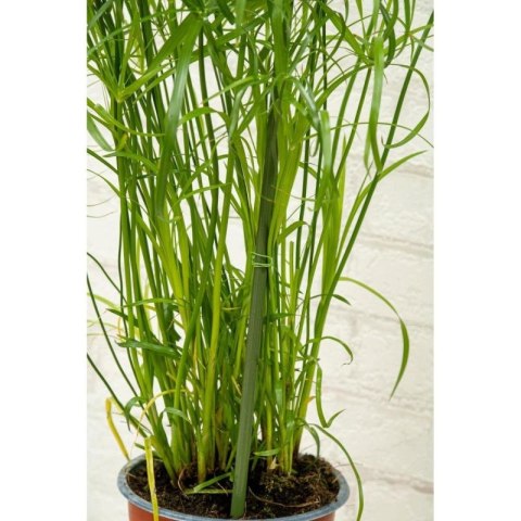 PODPORA TYCZKA DO ROŚLIN 6SZT 50-80CM KINZO Kinzo