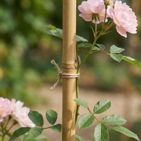 PODPORA DO ROŚLIN BAMBUSOWA TYCZKA 60 CM 10SZT PROGARDEN